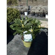 Рододендрон Канінгемс Уайт (Cunningham's White)  С5 60см